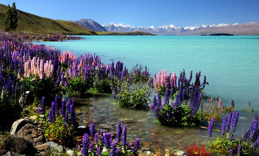 高原湖泊边的花卉