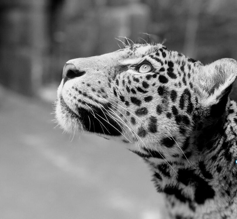 一组黑白动物特写