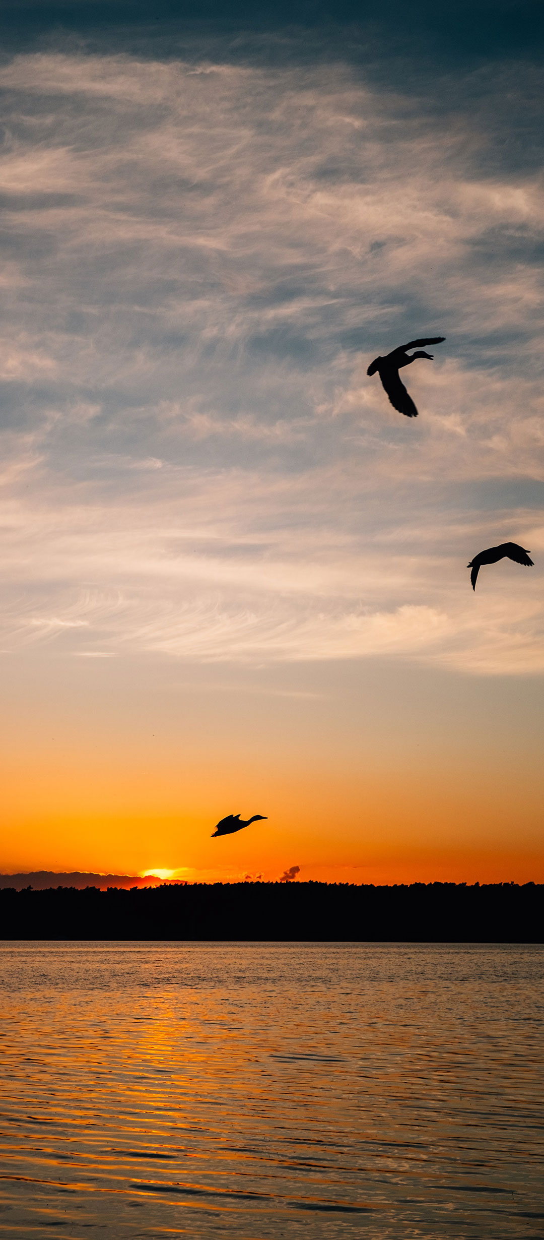 夕阳下的鸟类剪影