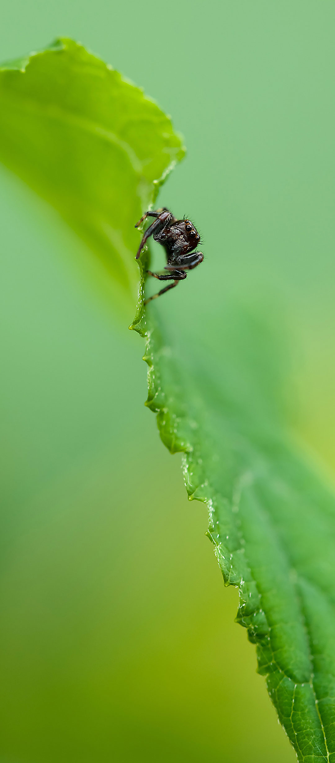 蜘蛛趴在树叶上