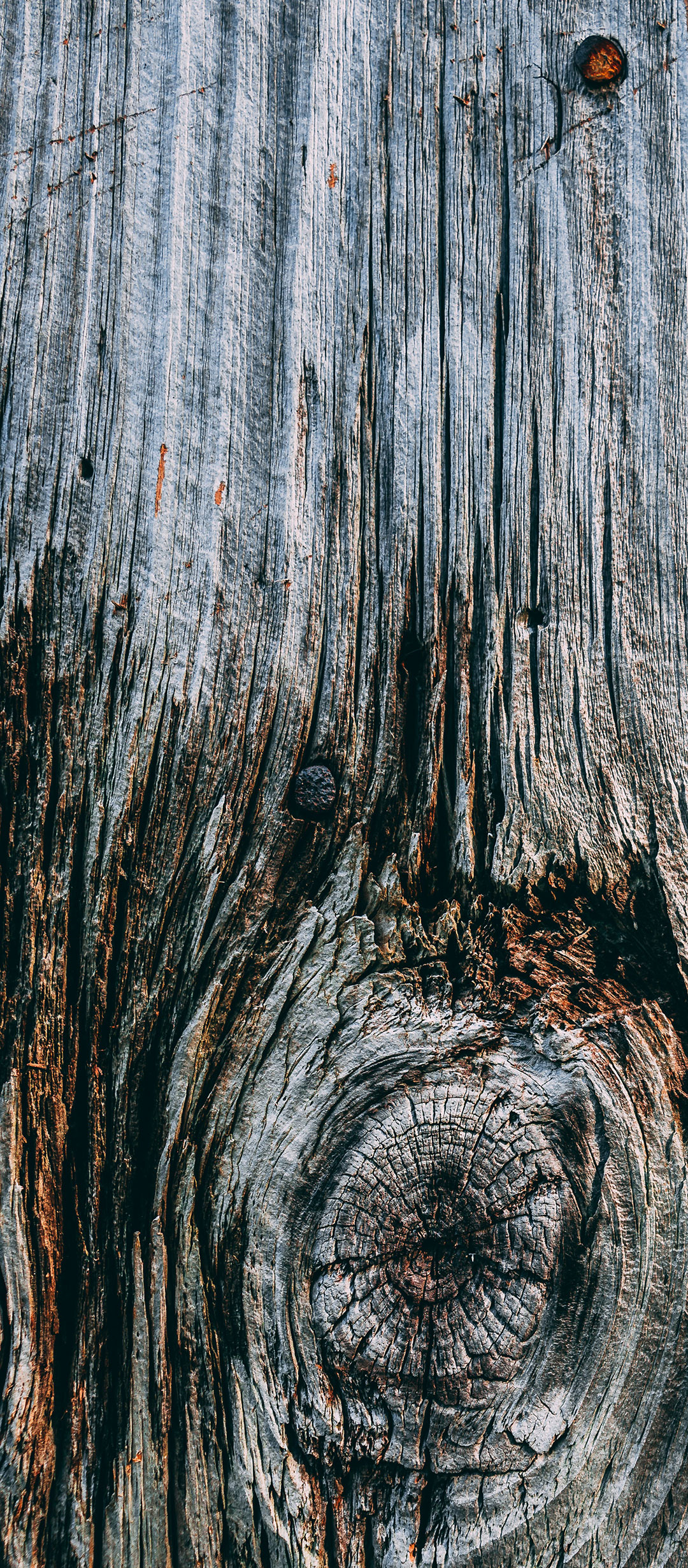 老木纹理中的结