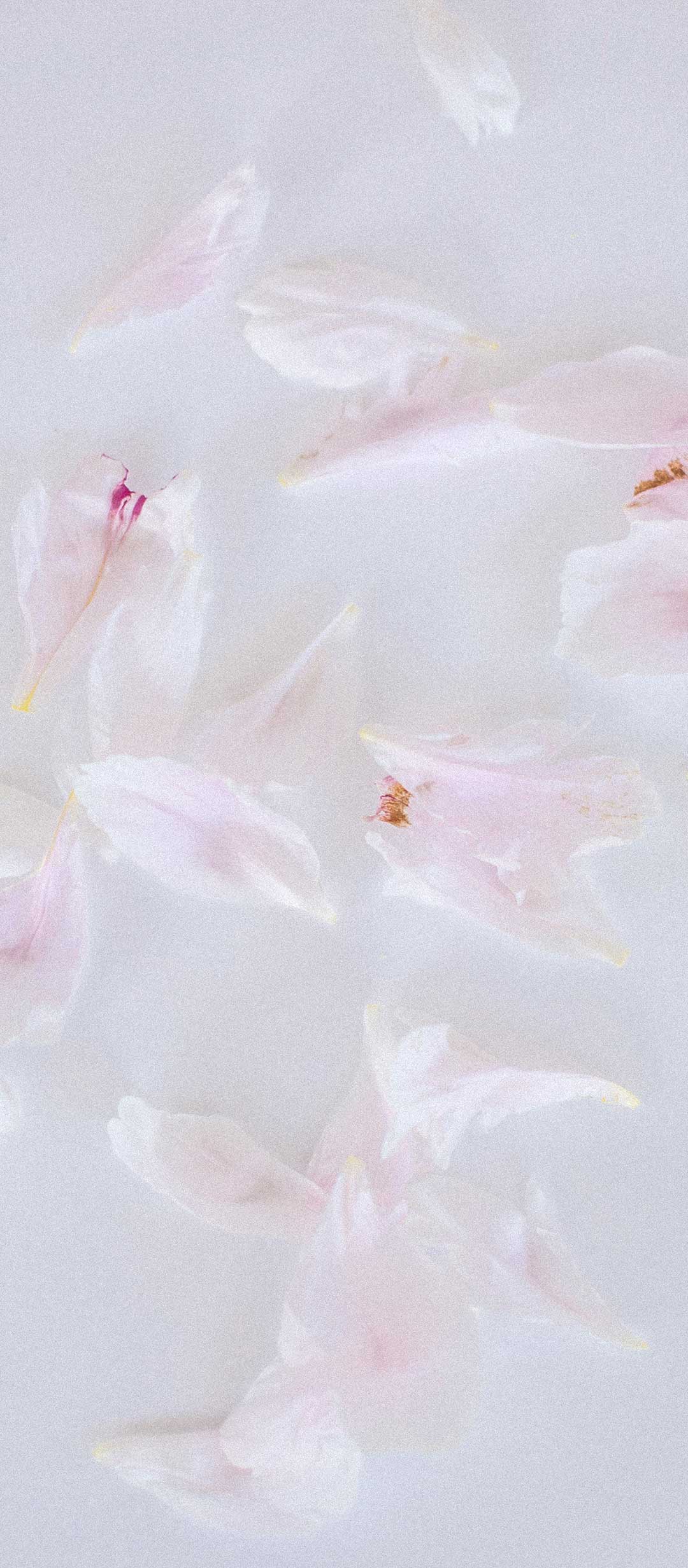 柔和的粉红色花瓣