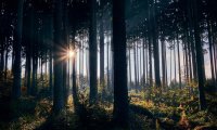 树林里的上帝