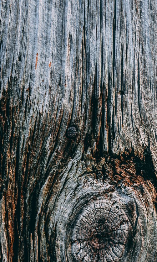 老木纹理中的结