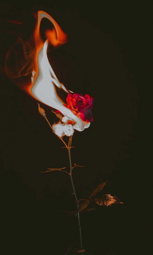 火焰红玫瑰