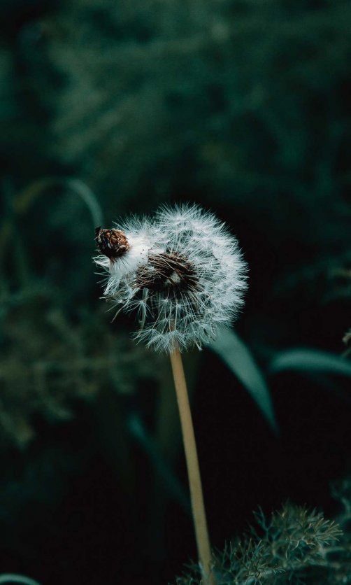 在蒲公英上许愿