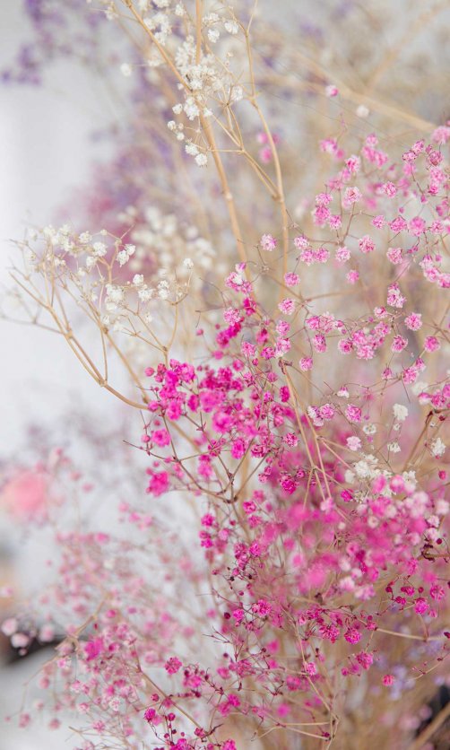 粉红和白色的小花