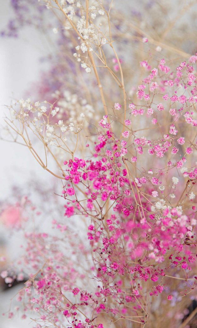 粉红和白色的小花