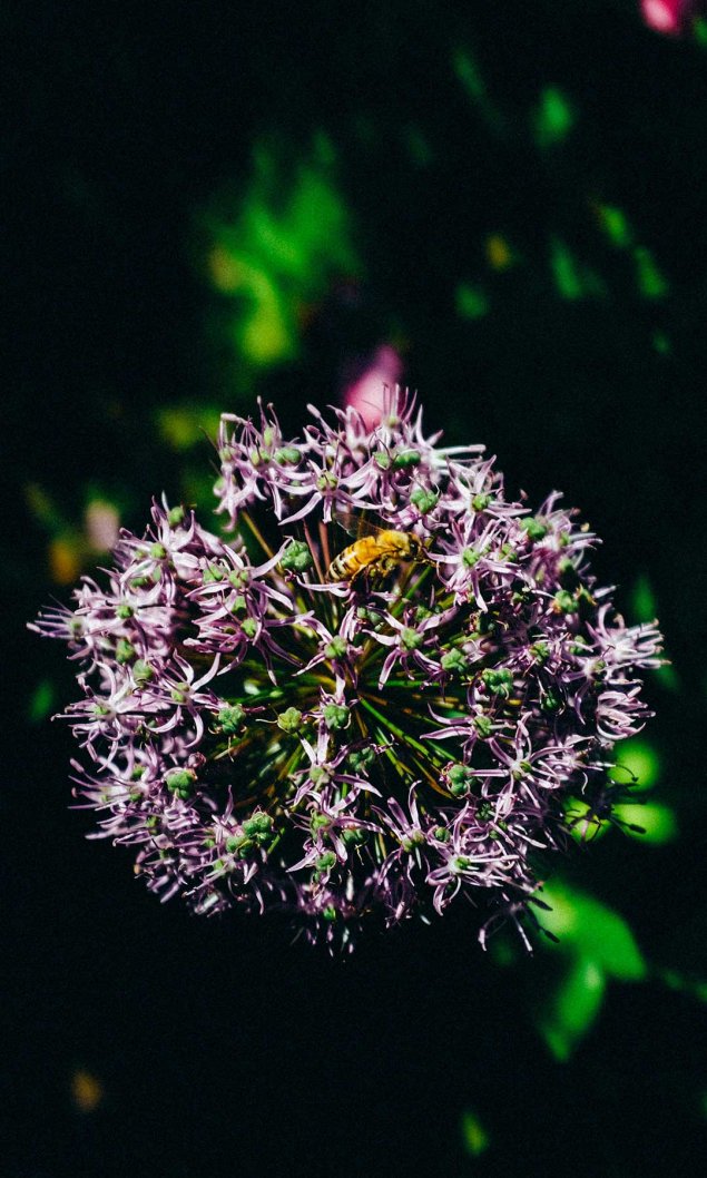 紫色葱与黄色蜜蜂