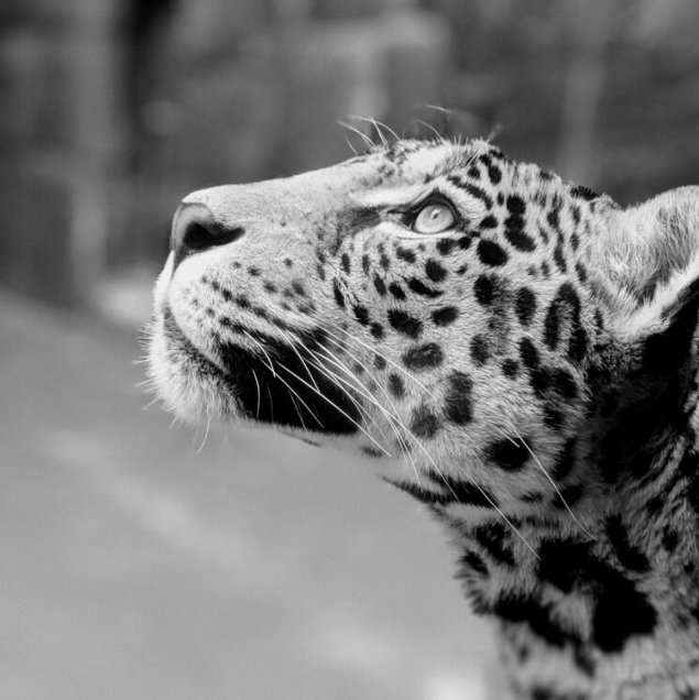 一组黑白动物特写