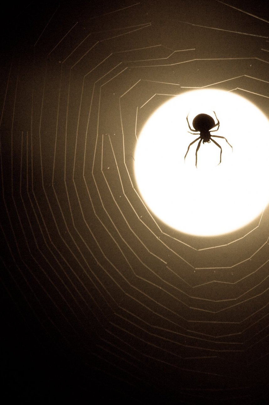 蜘蛛和网月光剪影照片